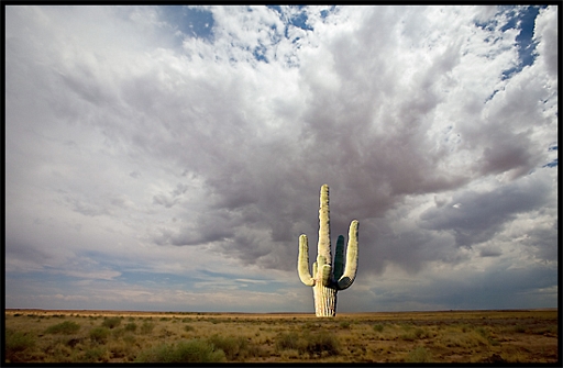 Storm & Saguaro.jpg